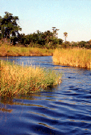 Botswana boro_river Karpers