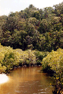 fraser_mangrove_creek Regenboog