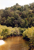 mangrove_creek Cichlide