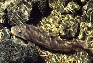 Catostomus warnerensis