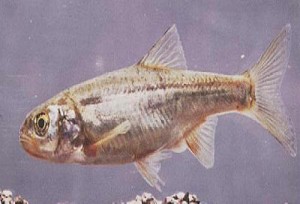 Lepidomeda albivallis