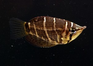 Sphaerichthys selatanensis