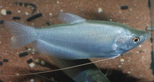 Trichogaster microlepis