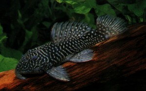 Parancistrus aurantiacus