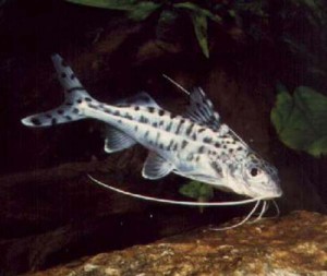 Pimelodus clarias