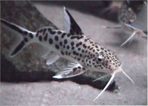 Synodontis multipunctatus