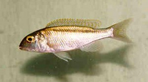 Buccochromis lepthurus