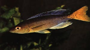 Cyprichromis sp. leptosoma