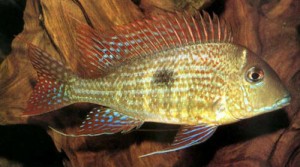 Geophagus sp. areoes