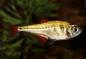 Hyphessobrycon bifasciatus