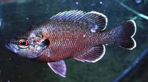 Lepomis punctatus