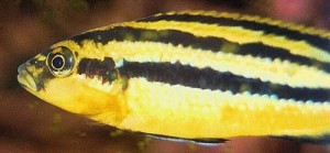 Melanochromis auratus fry