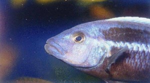 Melanochromis chipokae