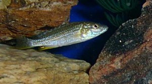 Melanochromis exasperatus