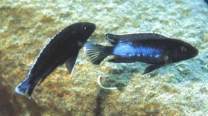 Melanochromis mbamba