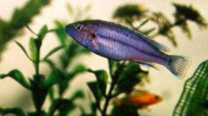 Melanochromis vermivorous