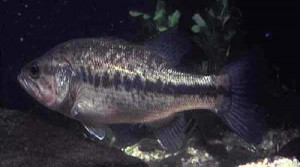 Micropterus salmoides