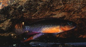 Nanochromis species Kisangani