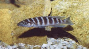 Neolamprologus cylindricus