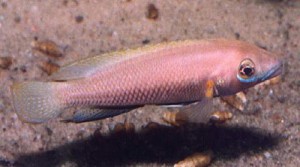 Neolamprologus nigriventris