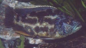 Nimbochromis polystigma Male