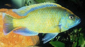 Nimbochromis venustus