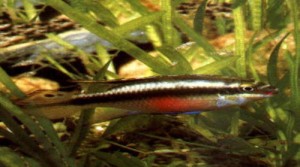 Pelvicachromis pulcher