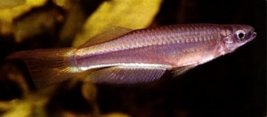 Plataplochilus ngaensis