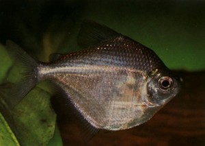 Poptella orbicularis