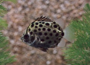 Scatophagus argus