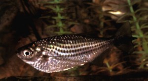 Triportheus angulatus